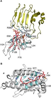 The repertoire of protein-sulfatide interactions reveal distinct modes of sulfatide recognition
